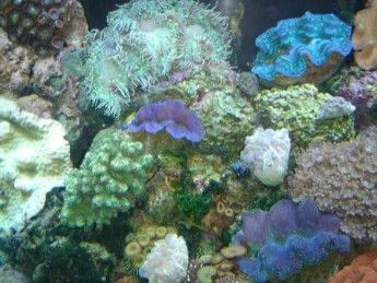 Aquarium Aquarium