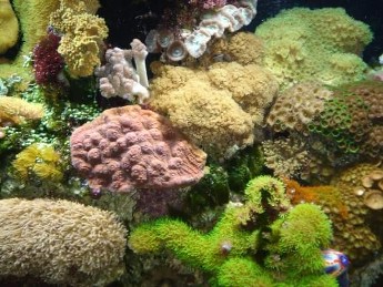 Aquarium Aquarium