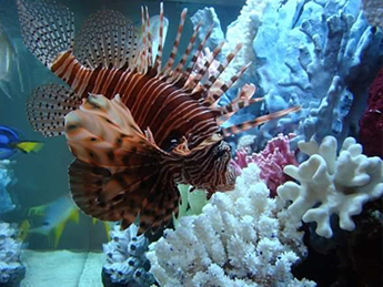 Aquarium Fish Aquarium Fish