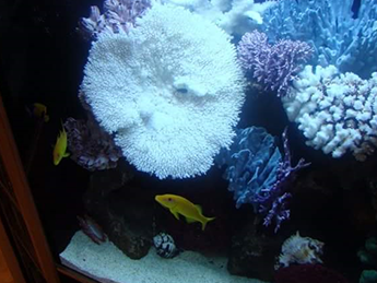 Aquarium Coral Aquarium Coral