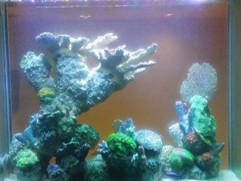 New Aquarium New Aquarium